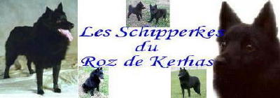 SCHIPPERKE ELEVAGE CANIN familial des SCHIPPERKES du ROZ de KERHAS